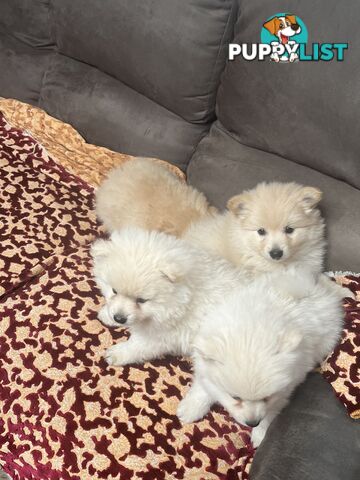 Pomeranian pups