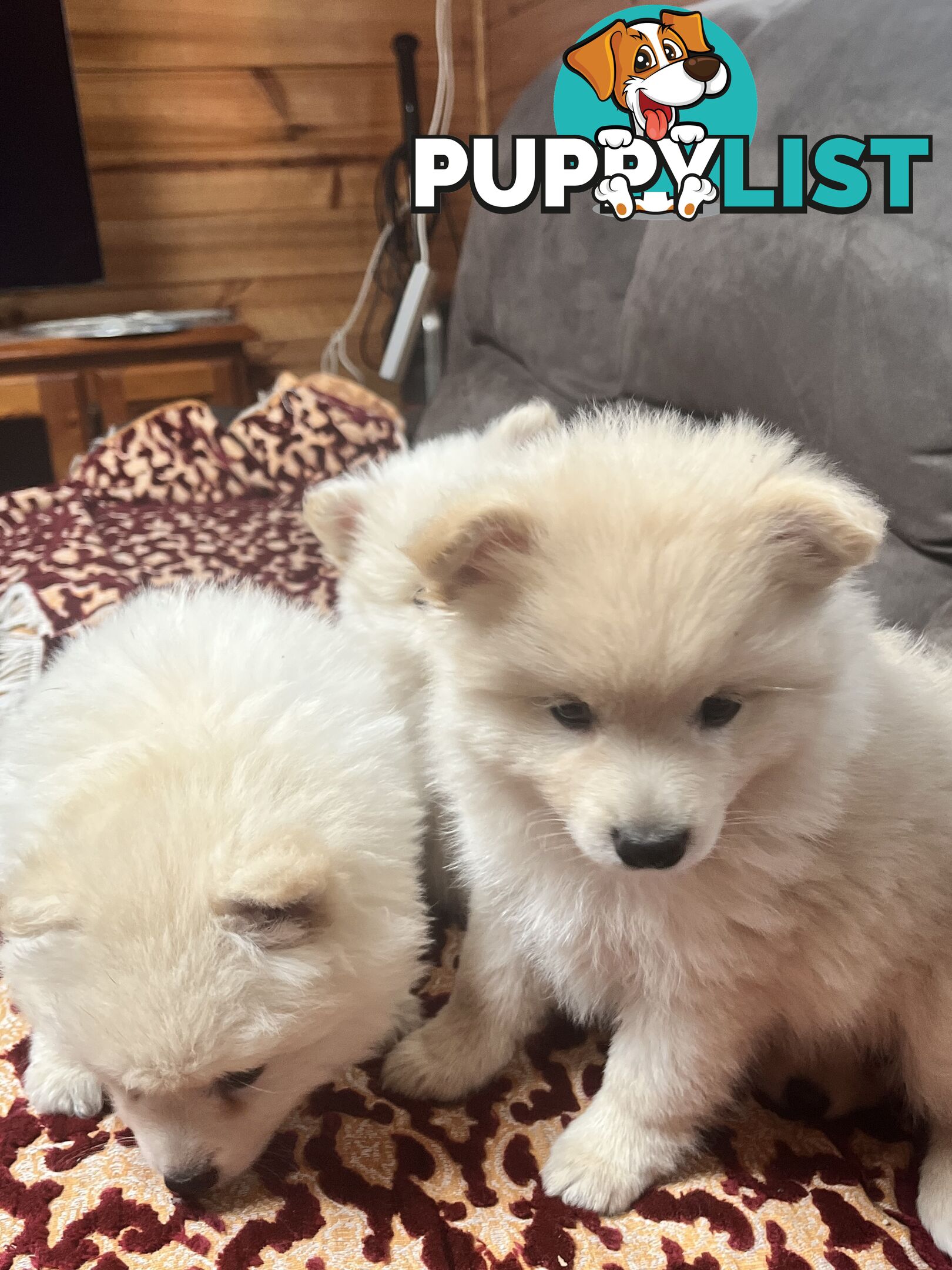 Pomeranian pups