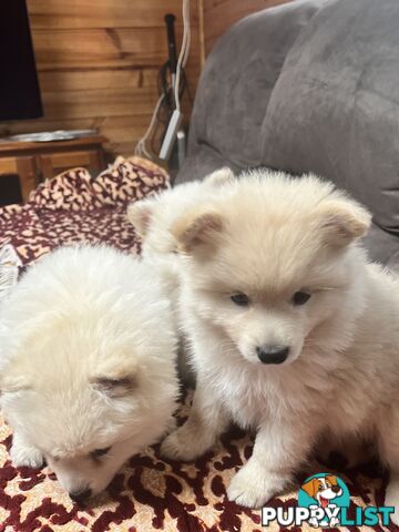 Pomeranian pups