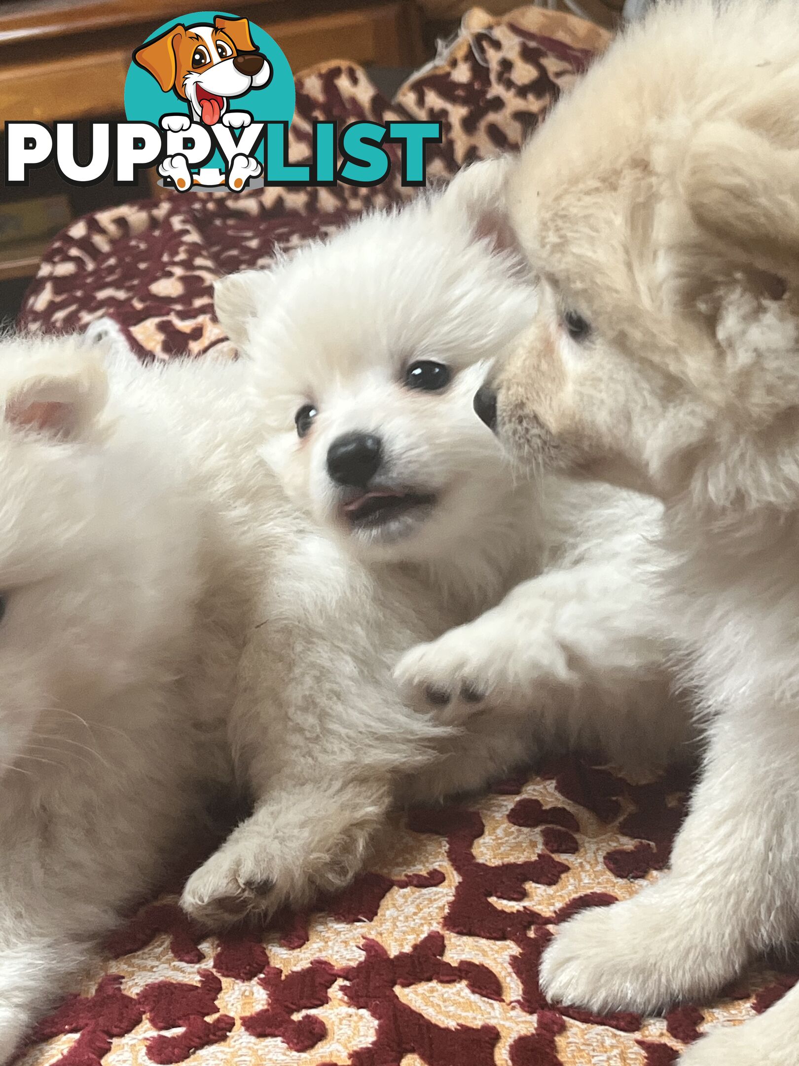 Pomeranian pups