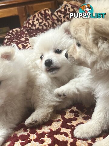 Pomeranian pups