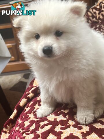 Pomeranian pups