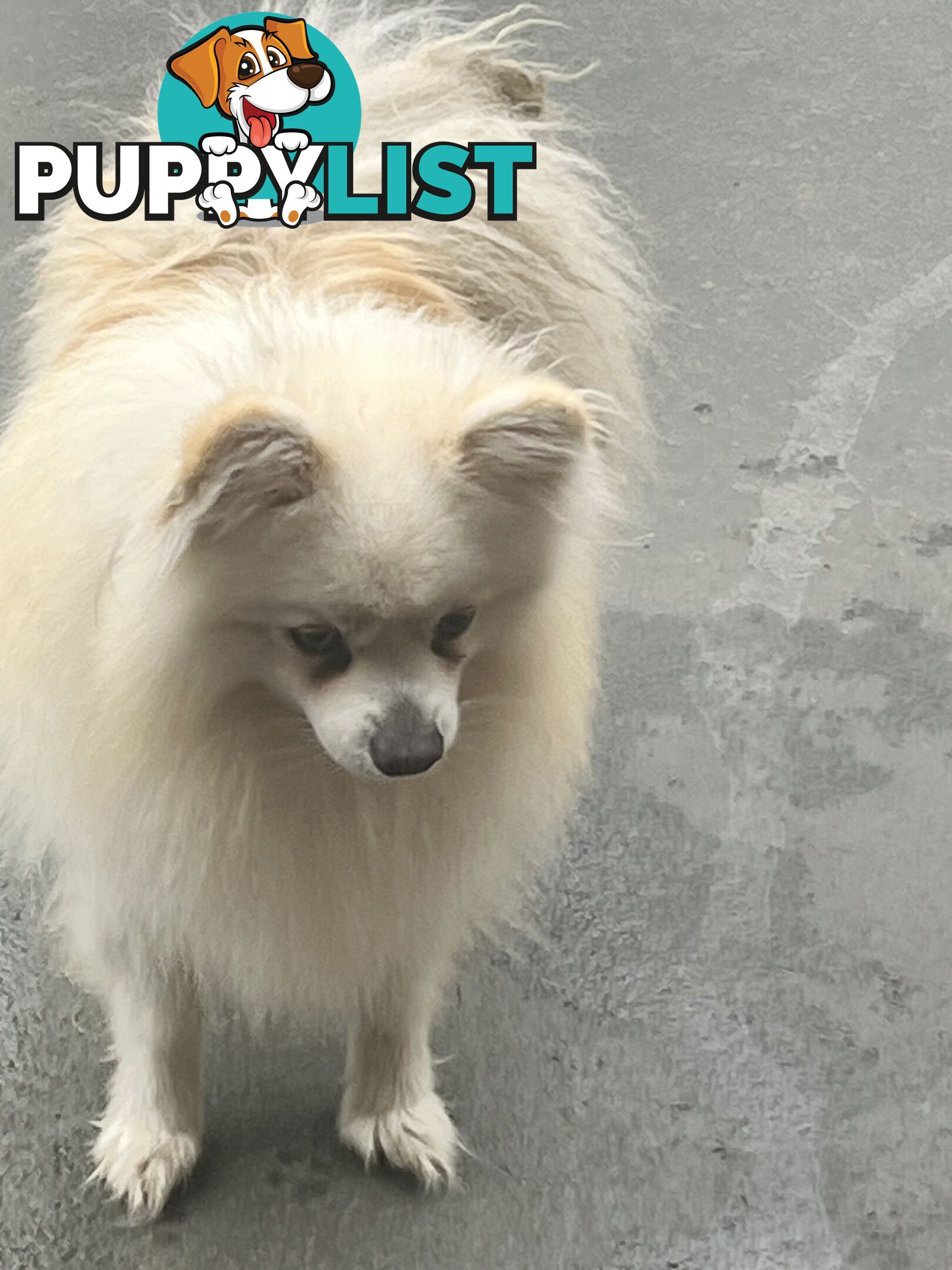 Pomeranian pups
