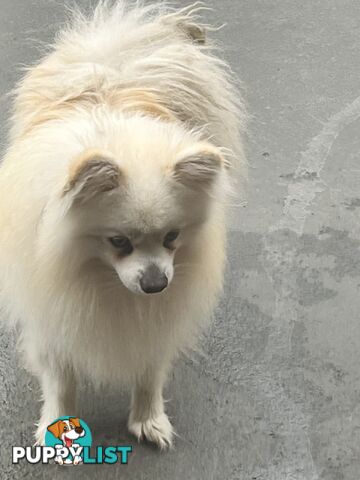 Pomeranian pups
