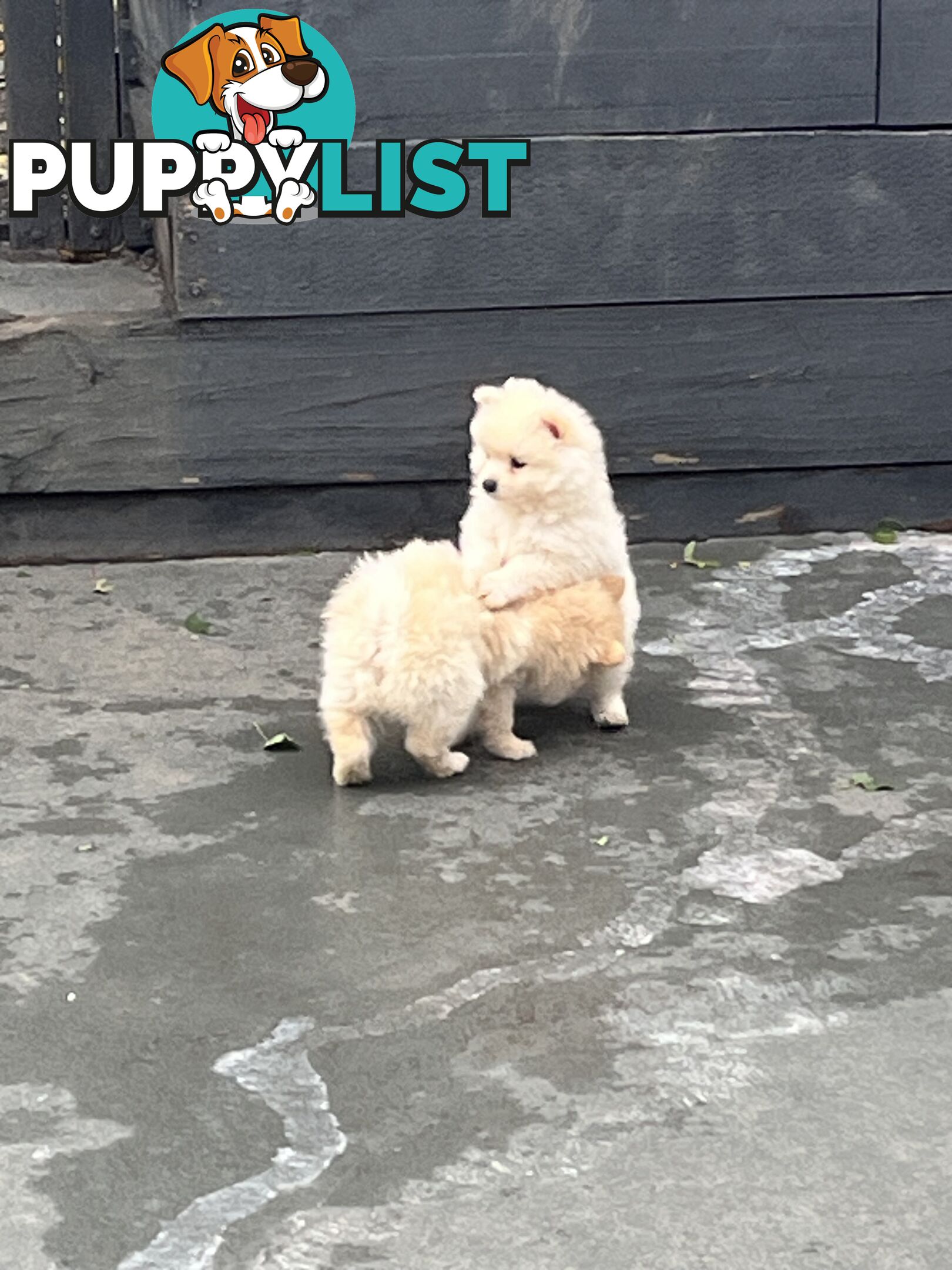 Pomeranian pups