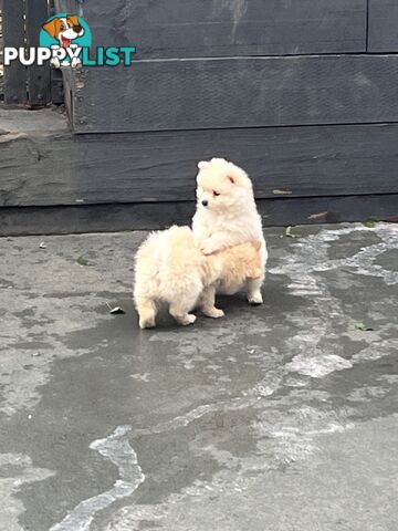 Pomeranian pups