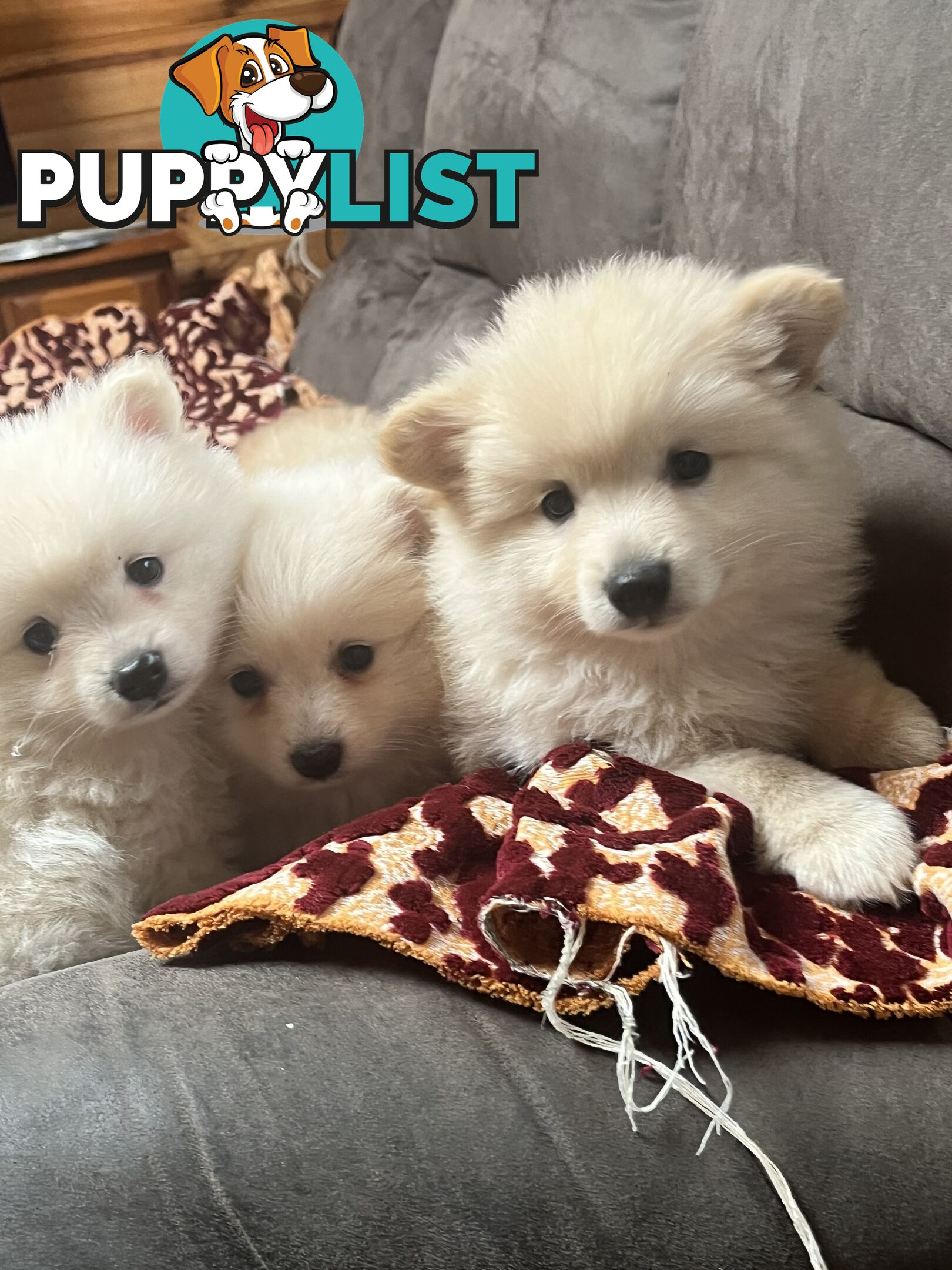 Pomeranian pups
