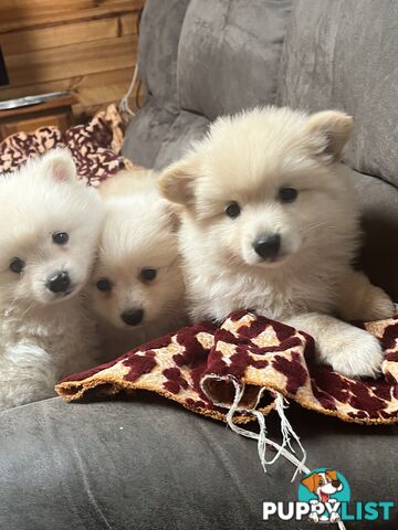 Pomeranian pups