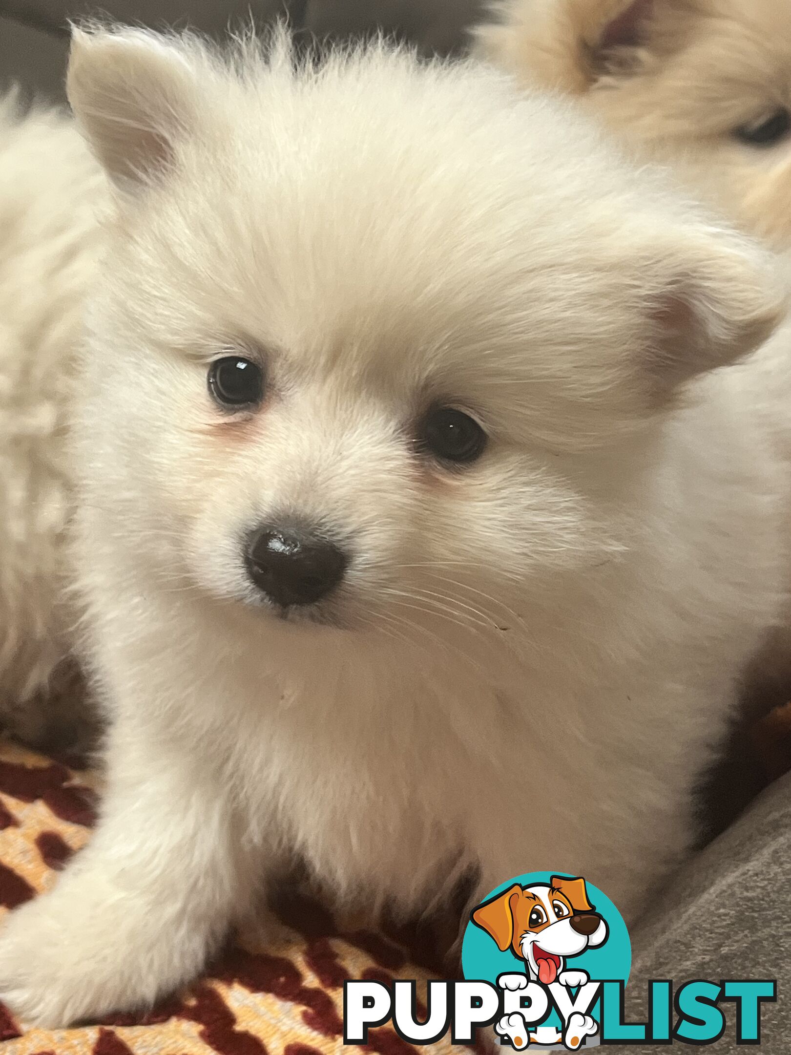 Pomeranian pups