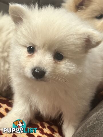 Pomeranian pups