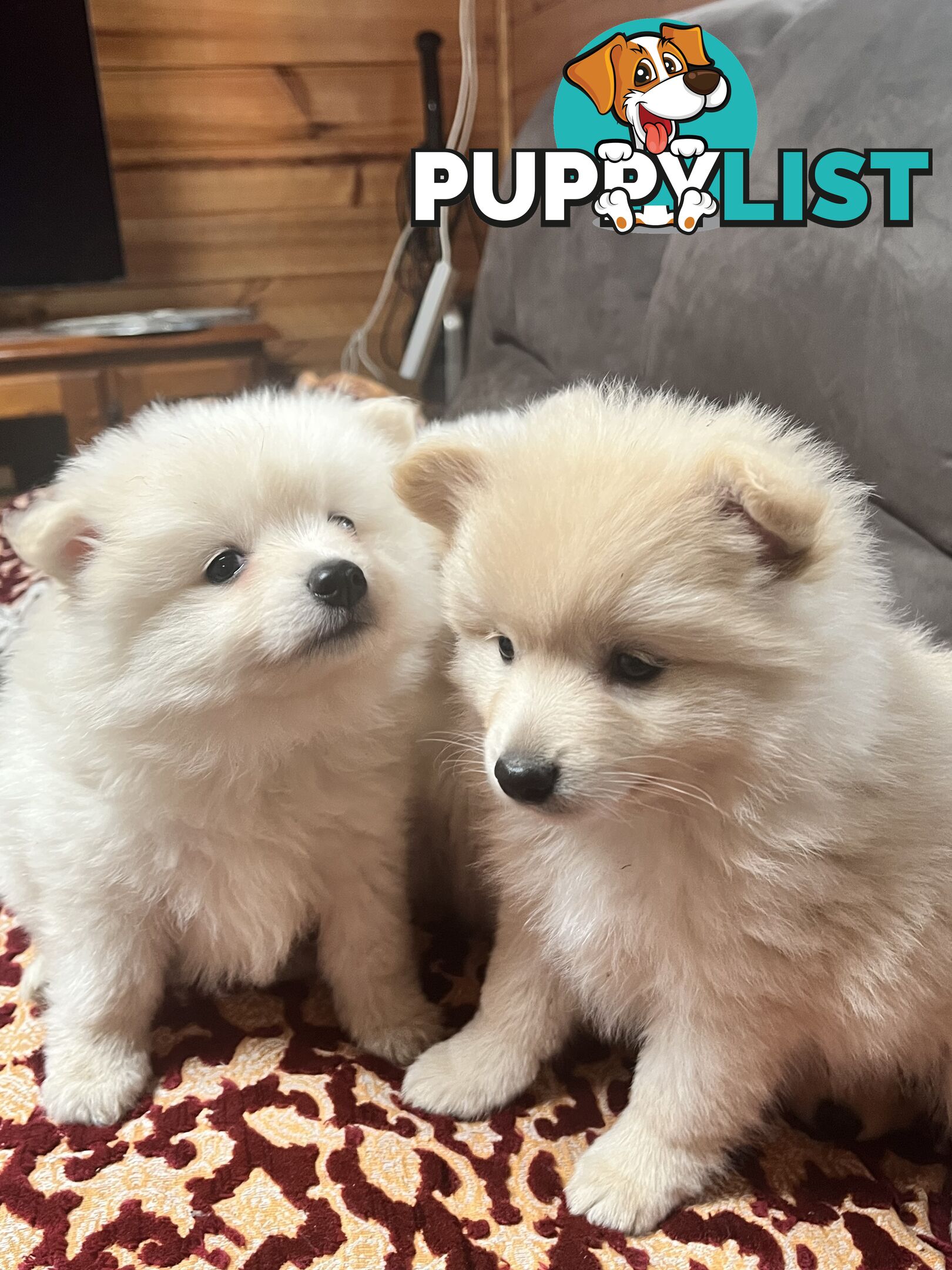 Pomeranian pups