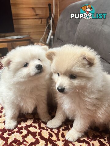 Pomeranian pups