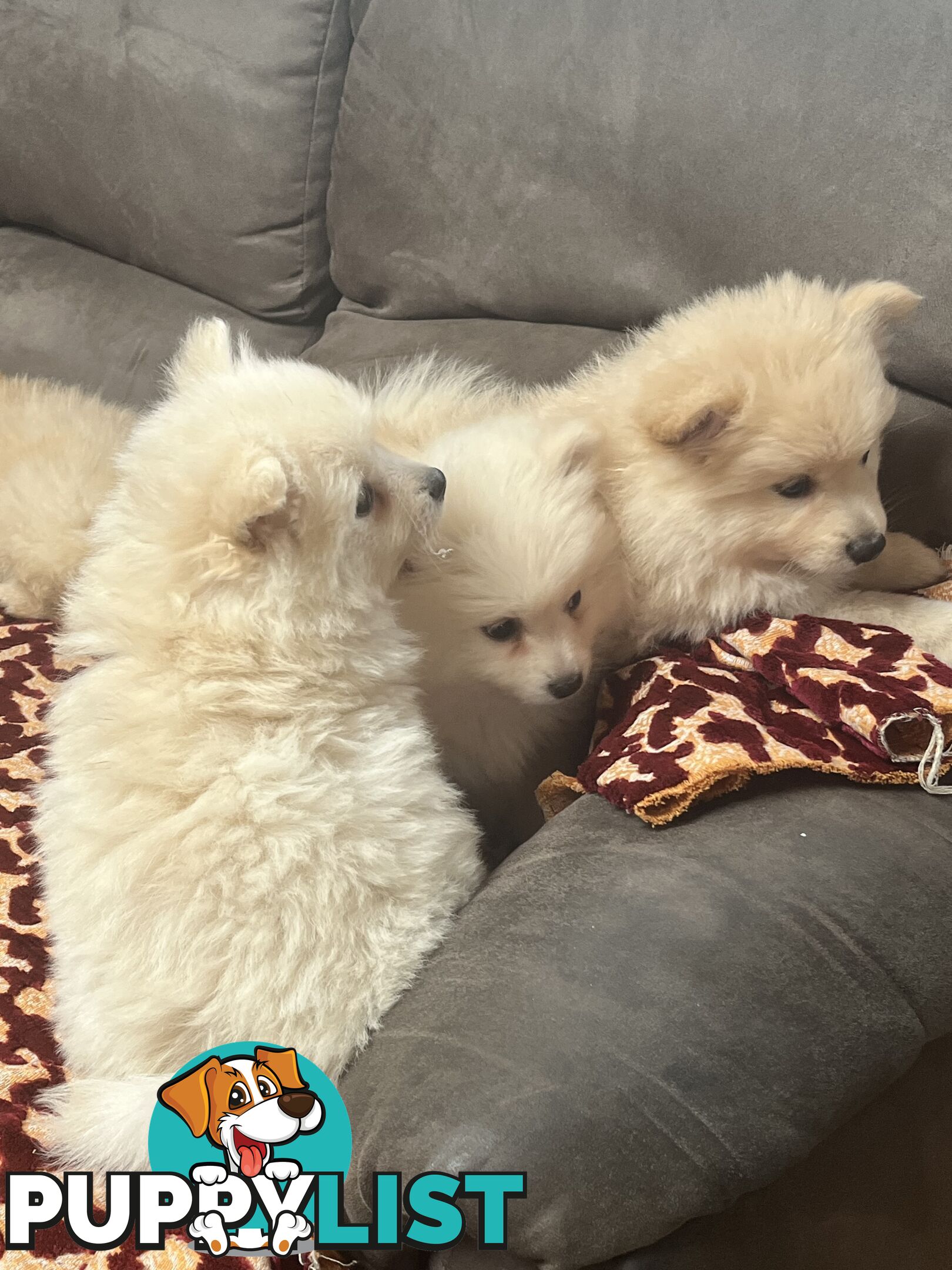 Pomeranian pups