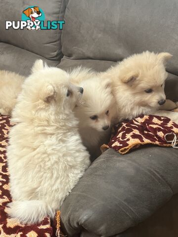 Pomeranian pups