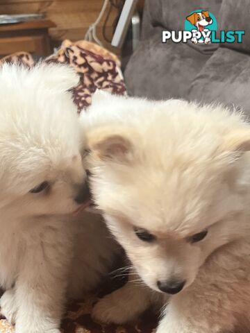 Pomeranian pups