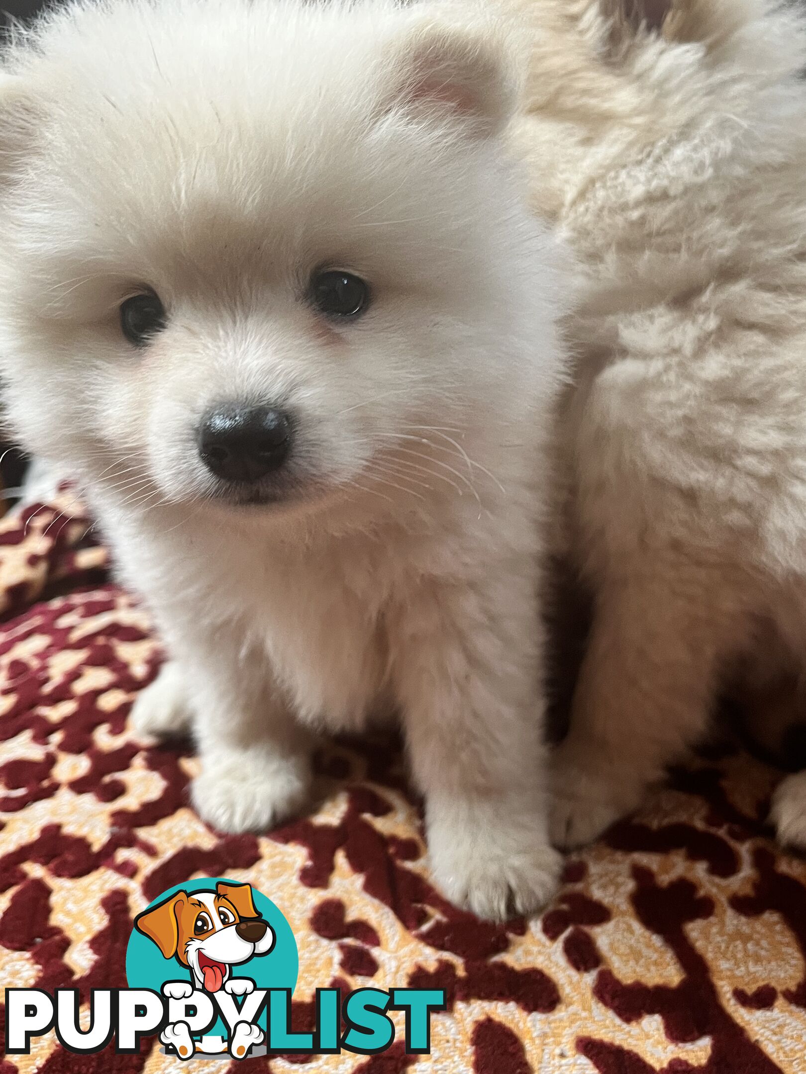 Pomeranian pups