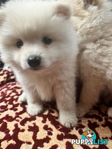 Pomeranian pups