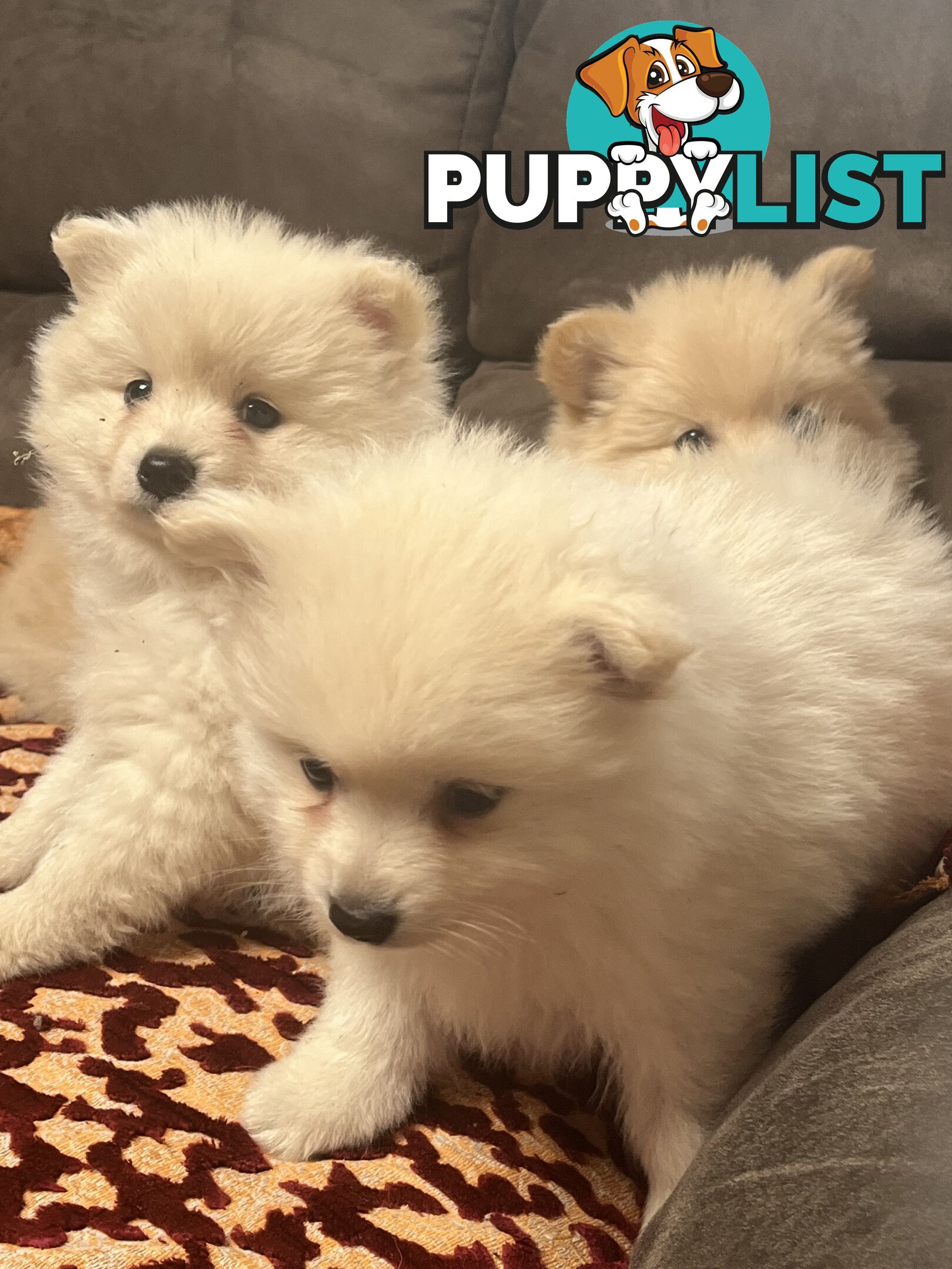 Pomeranian pups