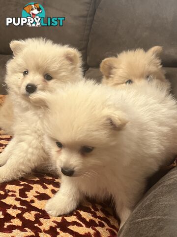 Pomeranian pups