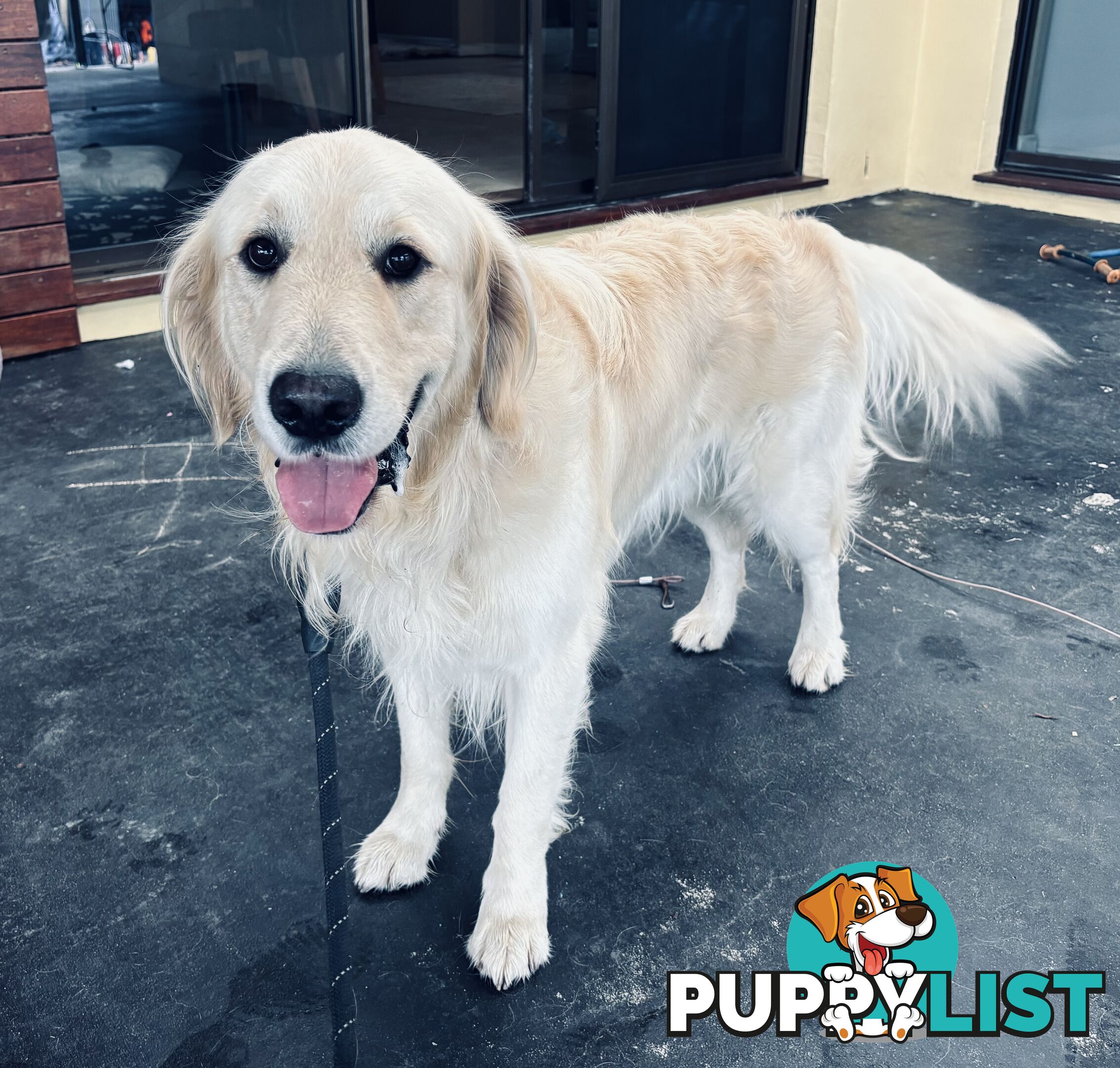 Golden Retriever Stud