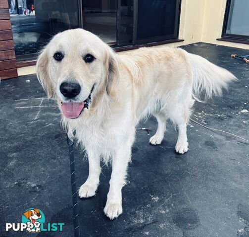 Golden Retriever Stud