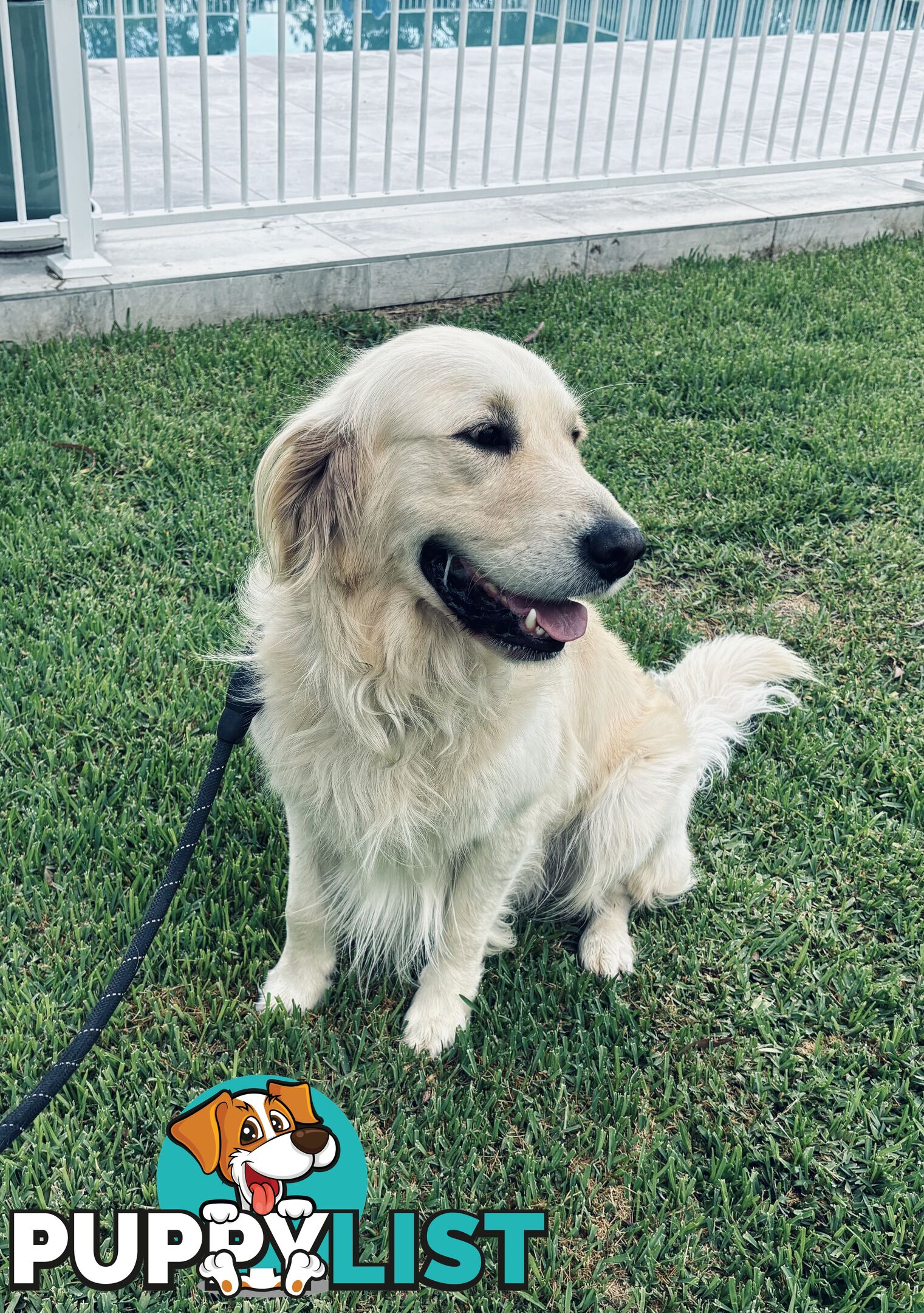 Golden Retriever Stud