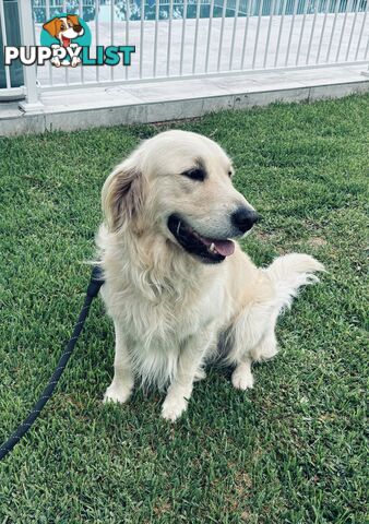 Golden Retriever Stud