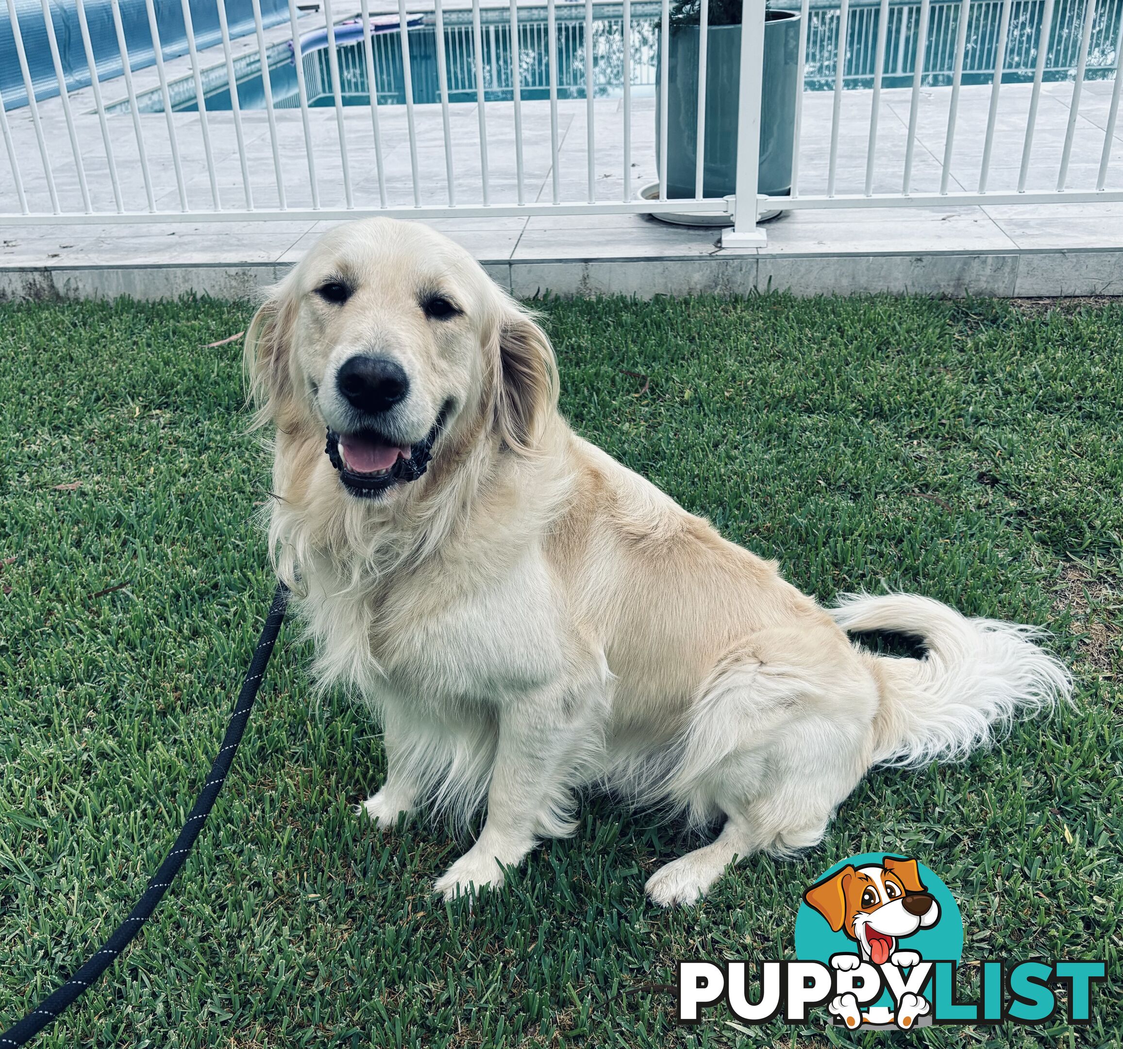 Golden Retriever Stud