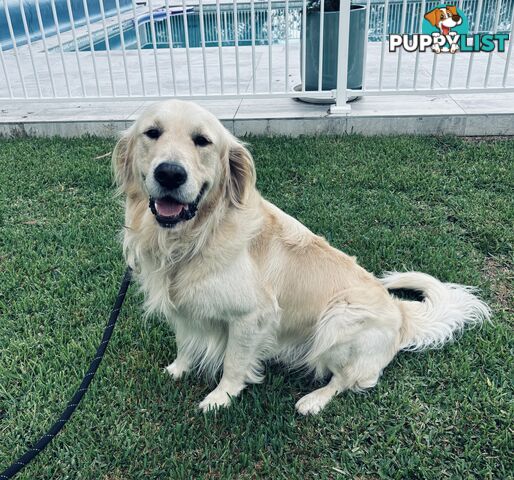 Golden Retriever Stud