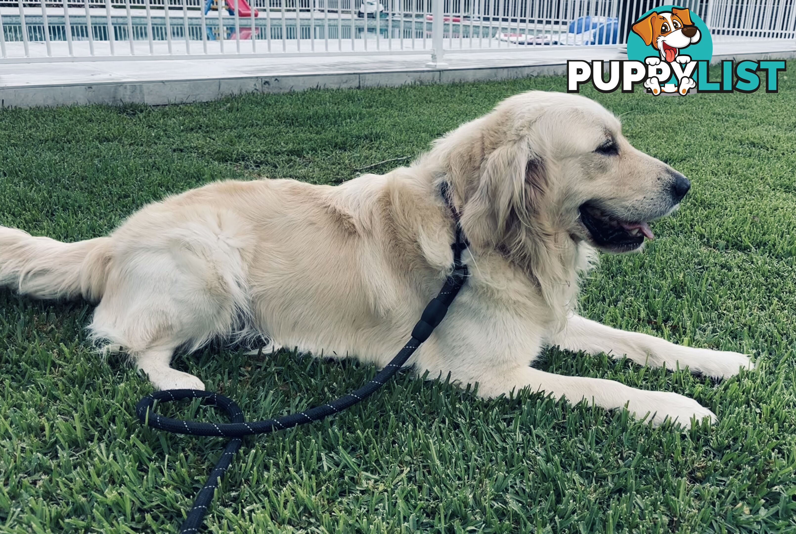 Golden Retriever Stud