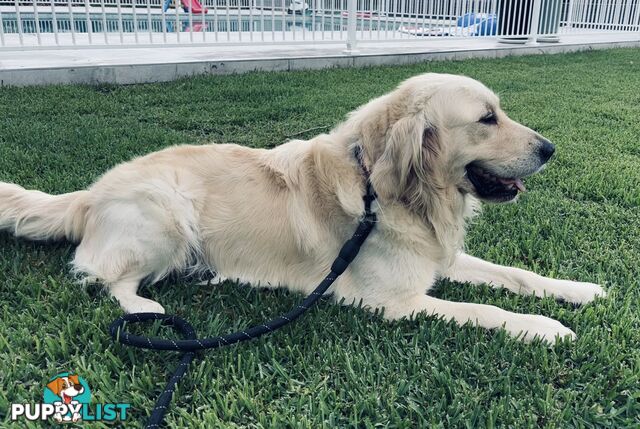 Golden Retriever Stud