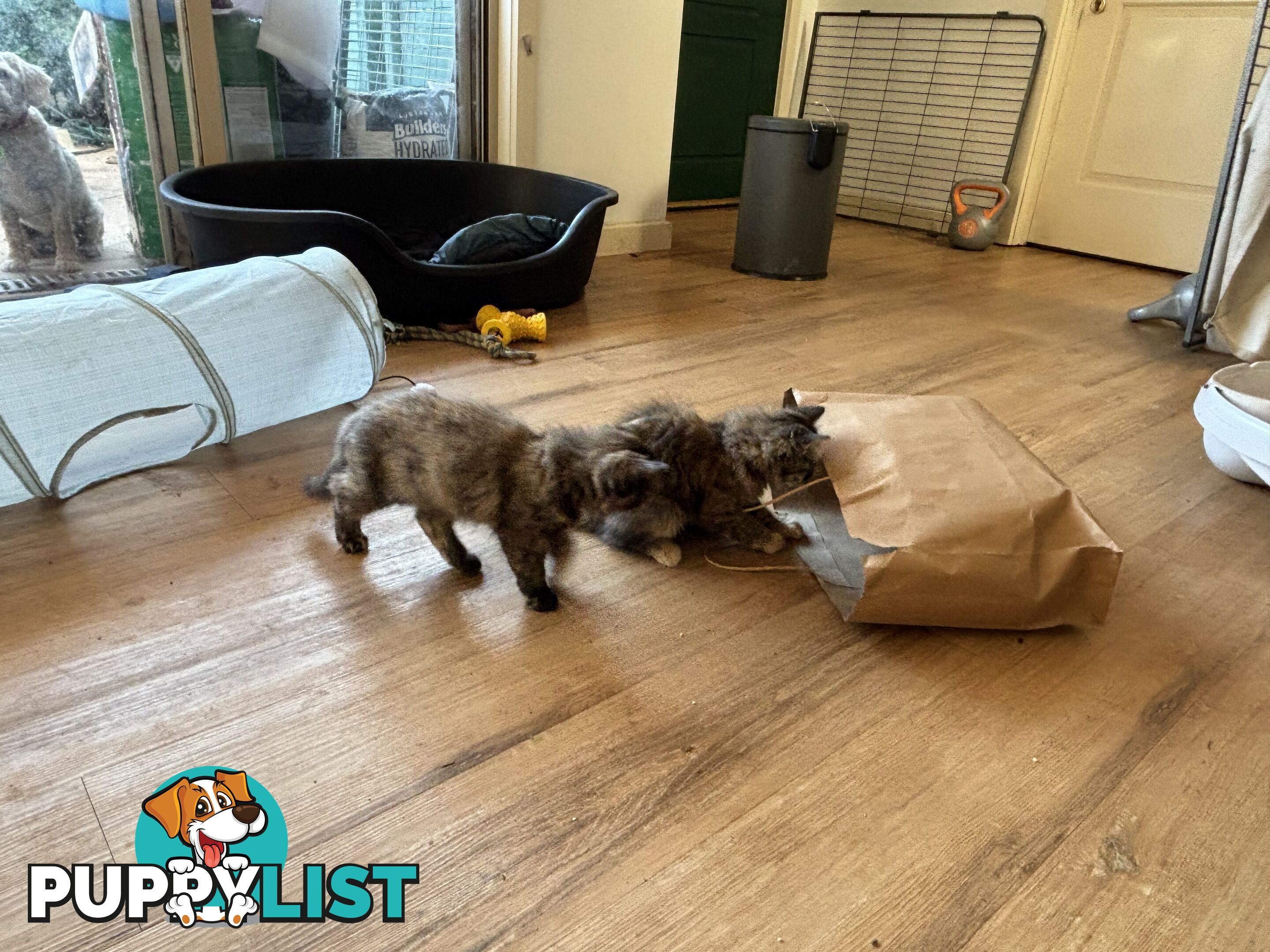 Two female ragdoll x kittens - price is for both