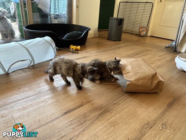 Two female ragdoll x kittens - price is for both