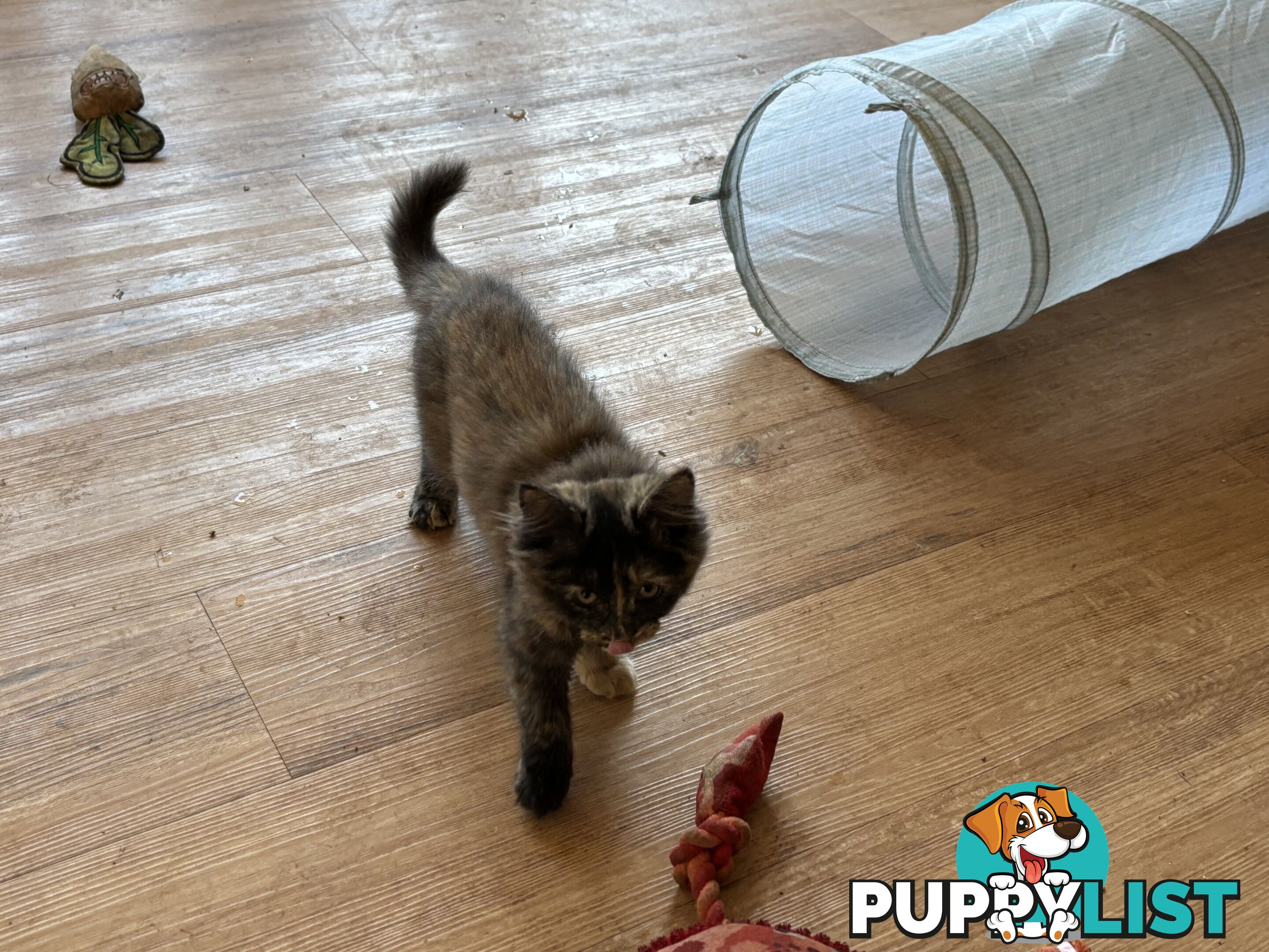 Two female ragdoll x kittens - price is for both