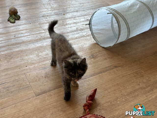 Two female ragdoll x kittens - price is for both