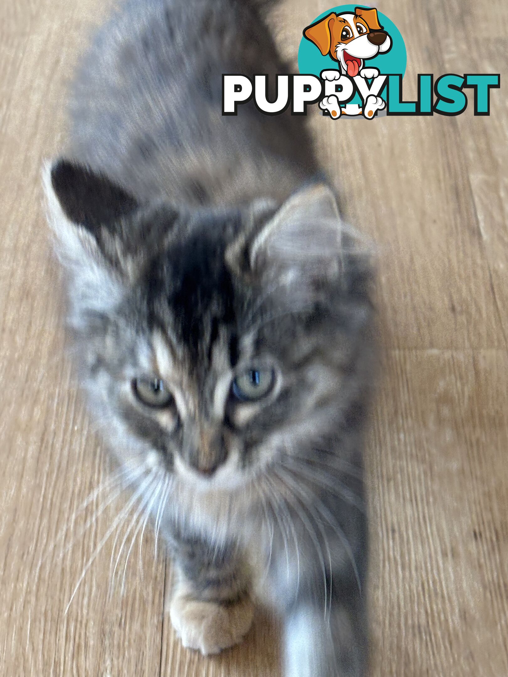 Two female ragdoll x kittens - price is for both