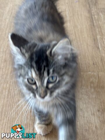 Two female ragdoll x kittens - price is for both