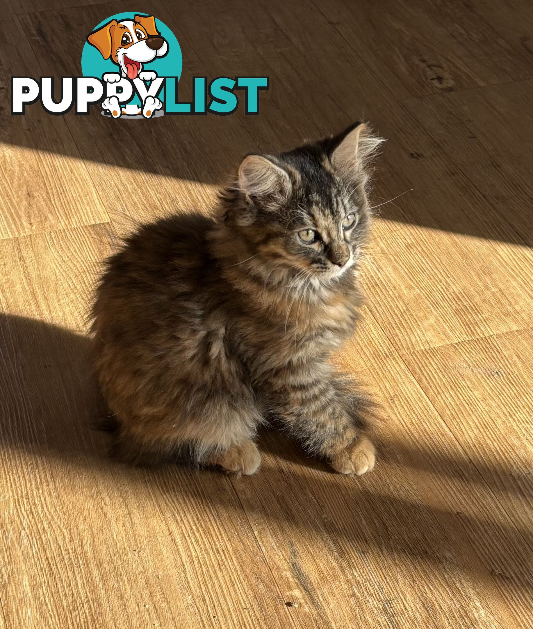 Two female ragdoll x kittens - price is for both