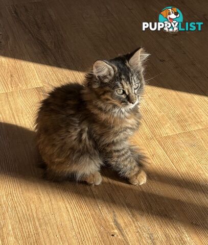 Two female ragdoll x kittens - price is for both
