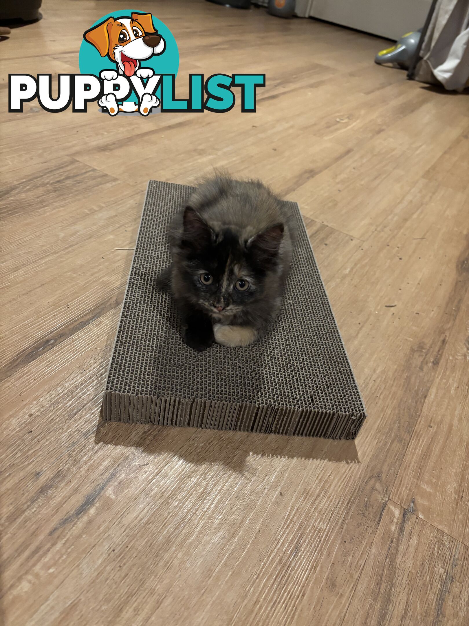 Two female ragdoll x kittens - price is for both
