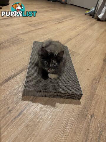 Two female ragdoll x kittens - price is for both