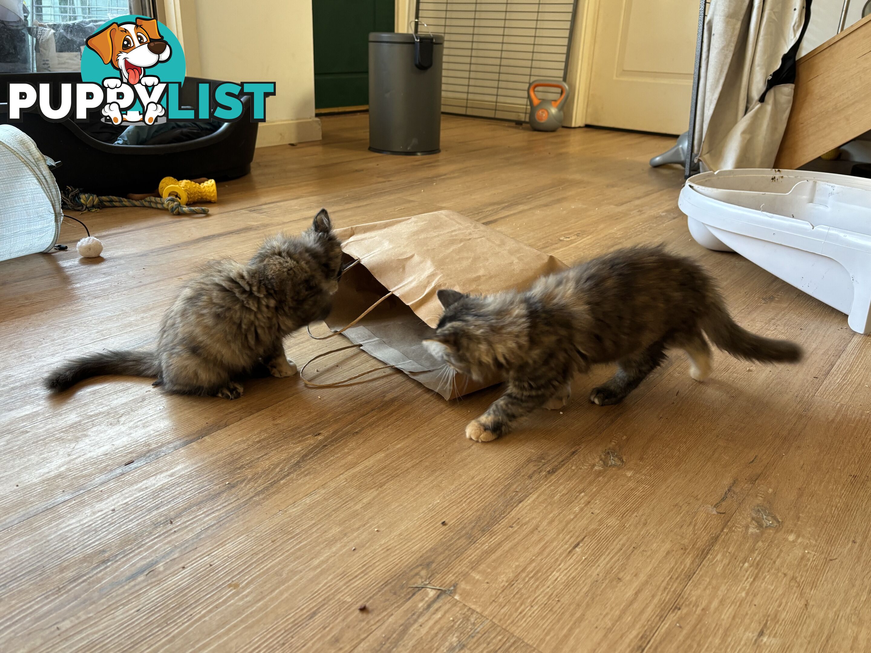 Two female ragdoll x kittens - price is for both