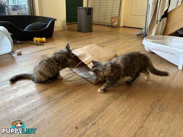Two female ragdoll x kittens - price is for both