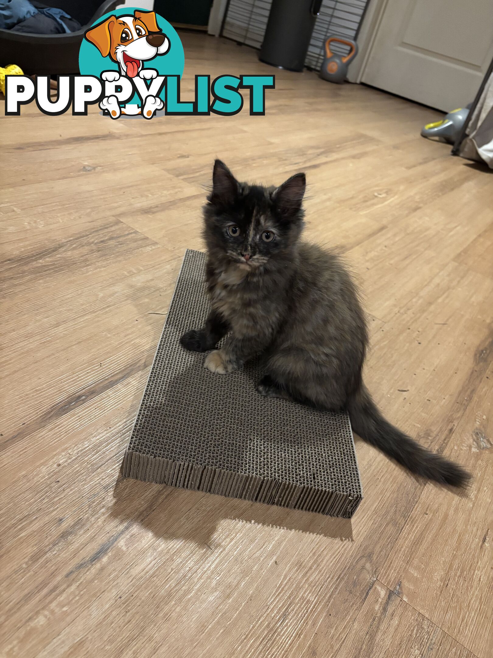 Two female ragdoll x kittens - price is for both