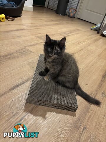 Two female ragdoll x kittens - price is for both