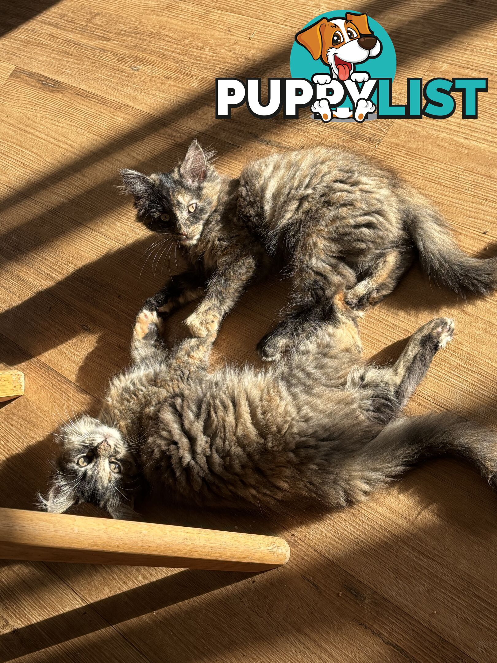 Two female ragdoll x kittens - price is for both