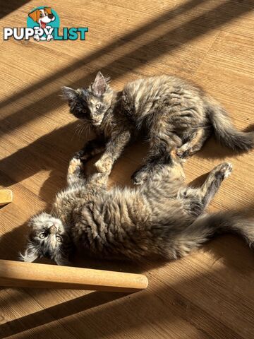 Two female ragdoll x kittens - price is for both