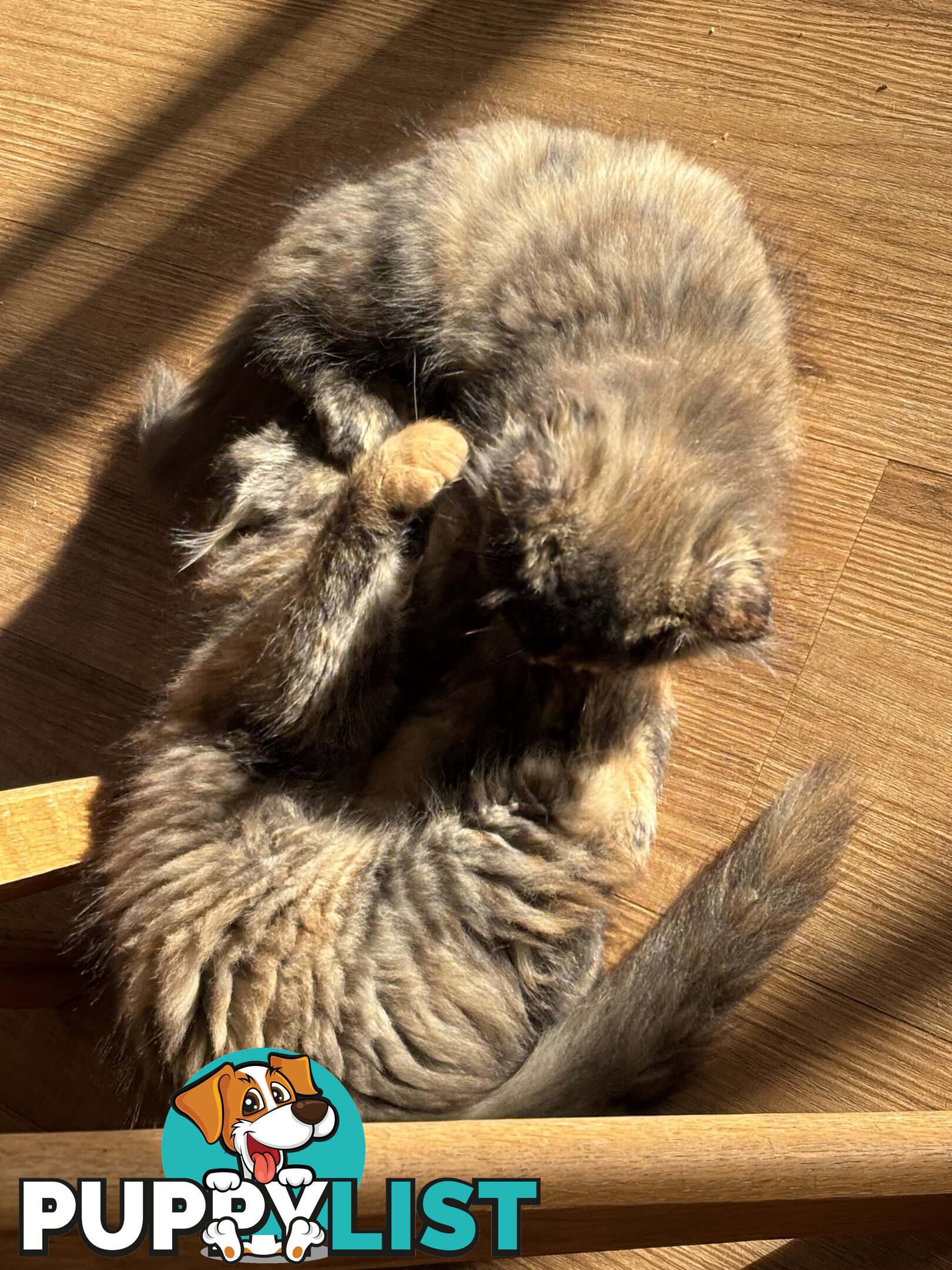 Two female ragdoll x kittens - price is for both