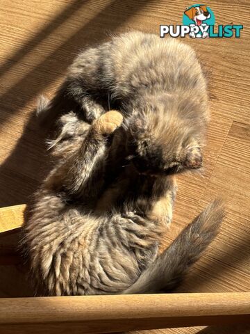 Two female ragdoll x kittens - price is for both