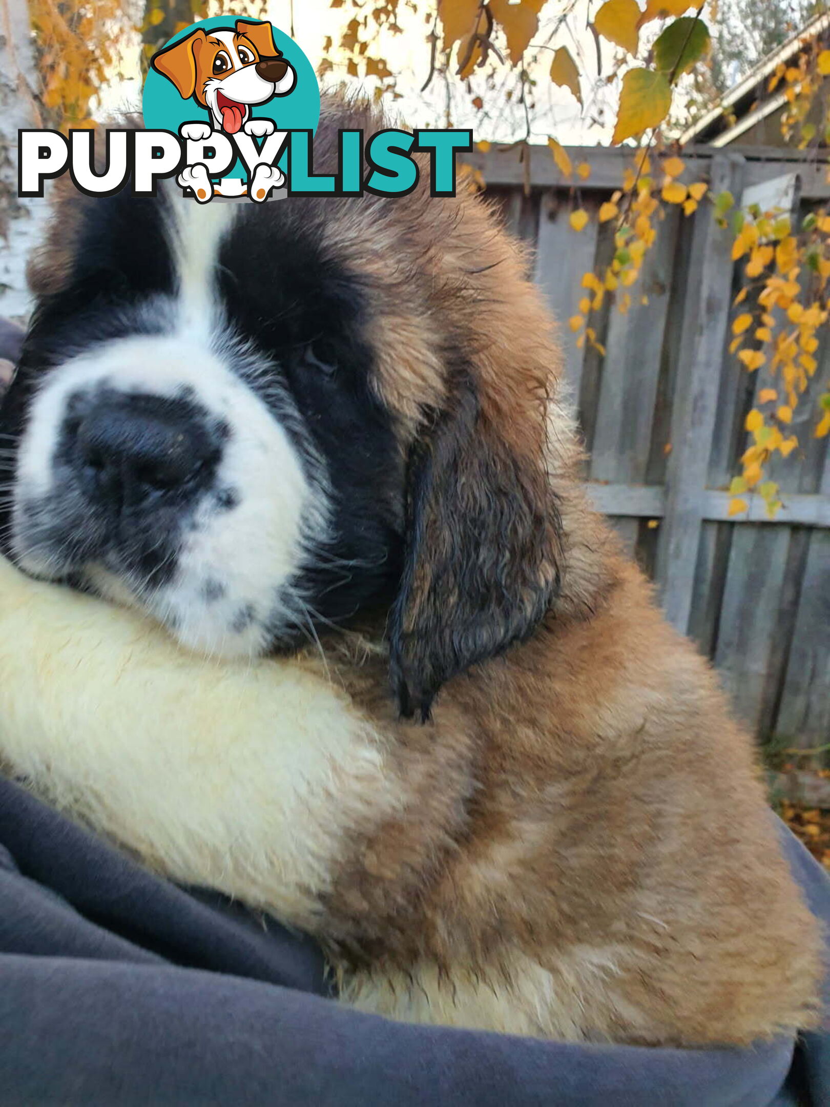 Pure-bred Saint Bernard puppies